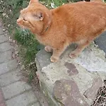 Olchowy Mlyn * Miedzychod