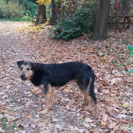 アパート Olchowy Mlyn