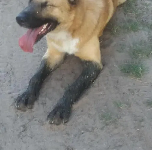 Olchowy Mlyn アパート Międzychód