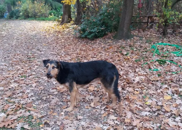 Apartment Olchowy Mlyn