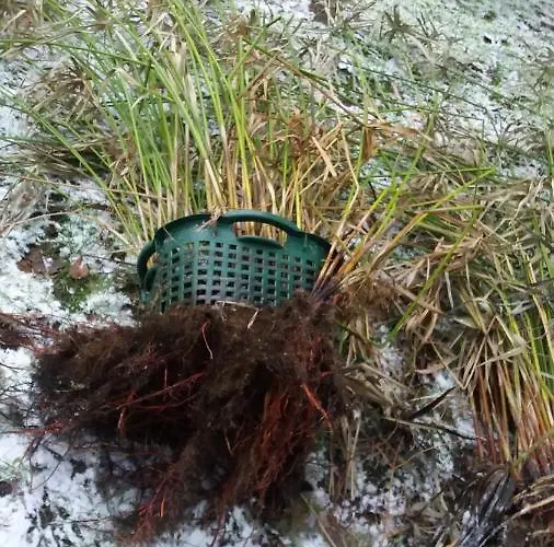 Olchowy Mlyn Apartment *