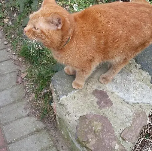 Olchowy Mlyn * Miedzychod